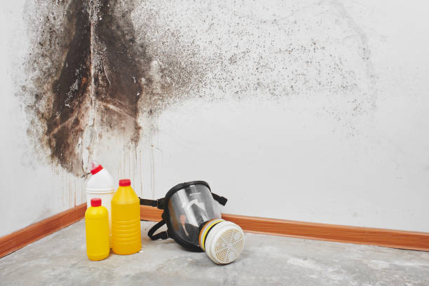 Best Certified Mold Removal  in Briarcliff, TX