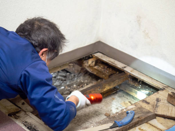 Mold Removal Process in Briarcliff, TX