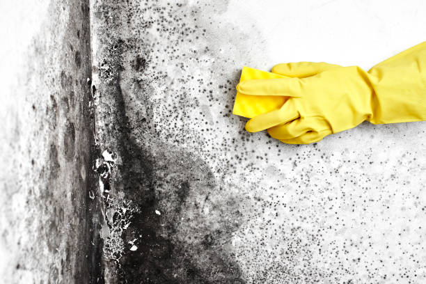 Best Mold Cleaning Services  in Briarcliff, TX