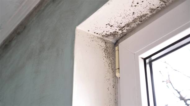Home Mold Removal in Briarcliff, TX