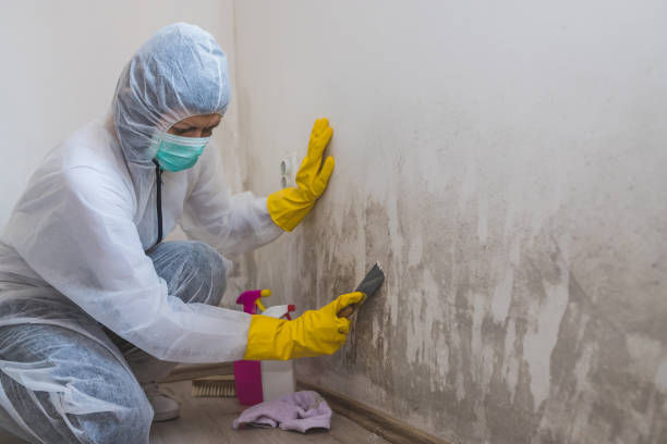 Best Mold Damage Repair  in Briarcliff, TX