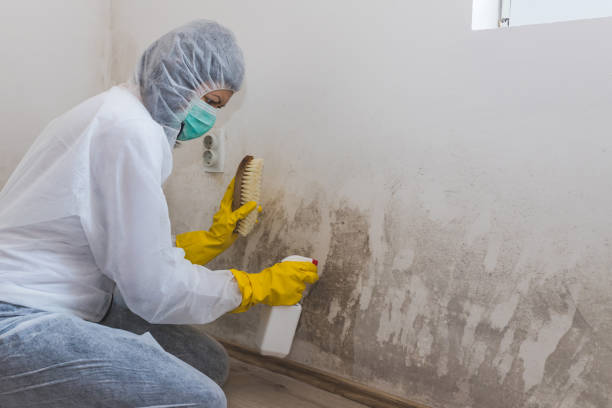 Mold Removal and Inspection in Briarcliff, TX