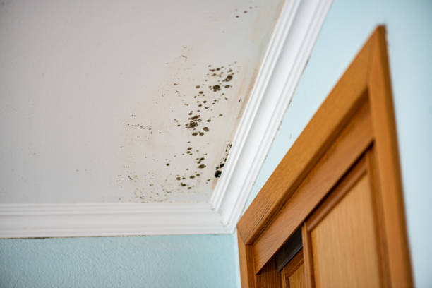 Best Affordable Mold Removal  in Briarcliff, TX