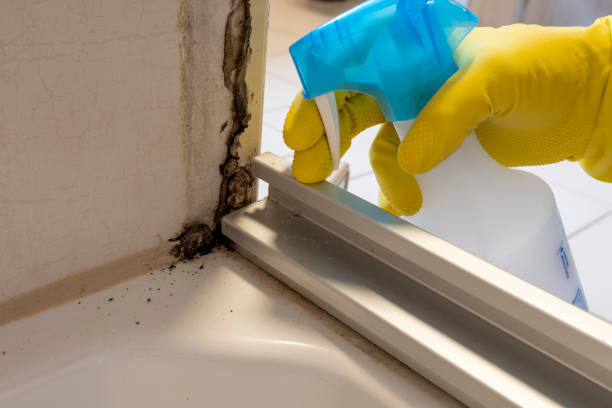Best Attic Mold Removal  in Briarcliff, TX