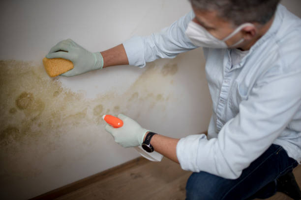 Best Mold Remediation  in Briarcliff, TX