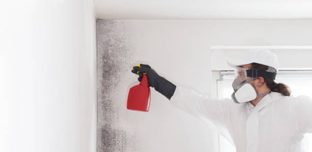 Best Black Mold Removal  in Briarcliff, TX
