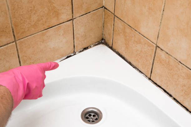 Best Professional Mold Removal  in Briarcliff, TX