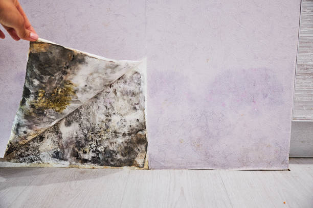 Best Certified Mold Removal  in Briarcliff, TX